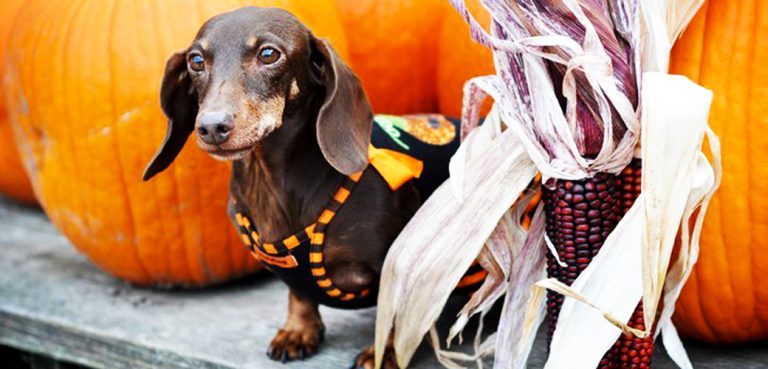 HOW TO KEEP PETS SAFE DURING HALLOWEEN.