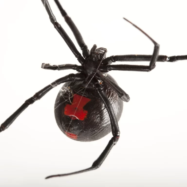 Black Widow Spider