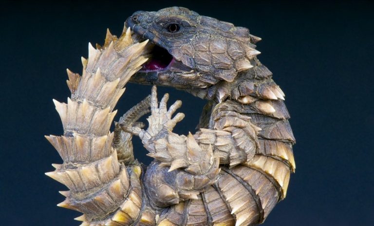 10 Strange animals and where to go to see them