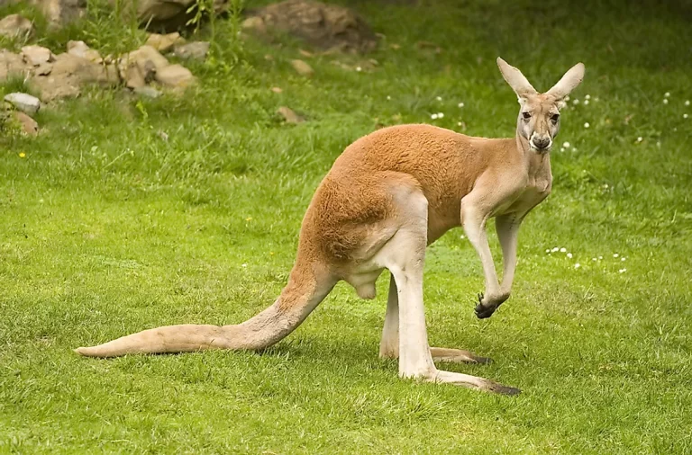 What are Kangaroos? | Top 4 Species of Kangaroos